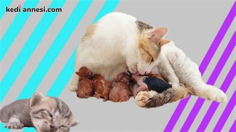 kedilerin doğumunun yaklaştığını nasıl anlarız
